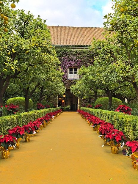 Pathway lined with poinsettias and orange trees at Palacio de las Dueñas, Seville.