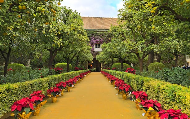 Pathway lined with poinsettias and orange trees at Palacio de las Dueñas, Seville.