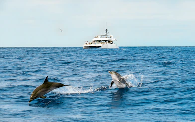 Dolphins leaping near a catamaran on a Funchal dolphin and whale watching tour.