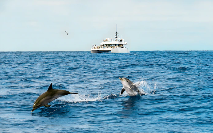 Dolphins leaping near a catamaran on a Funchal dolphin and whale watching tour.