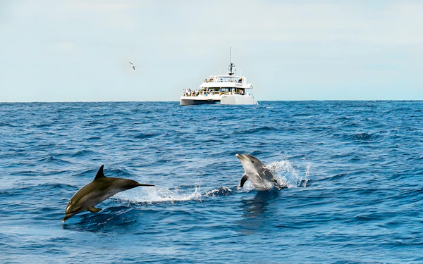 Funchal Cruise Dolphin & Whale Watching