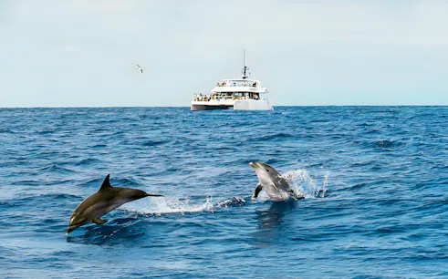 Dolphins leaping near a catamaran on a Funchal dolphin and whale watching tour.