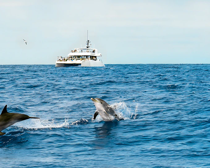 Funchal Cruise Dolphin & Whale Watching