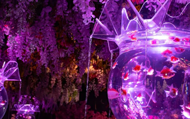 Goldfish in illuminated aquarium at Art Aquarium Museum GINZA, Tokyo.