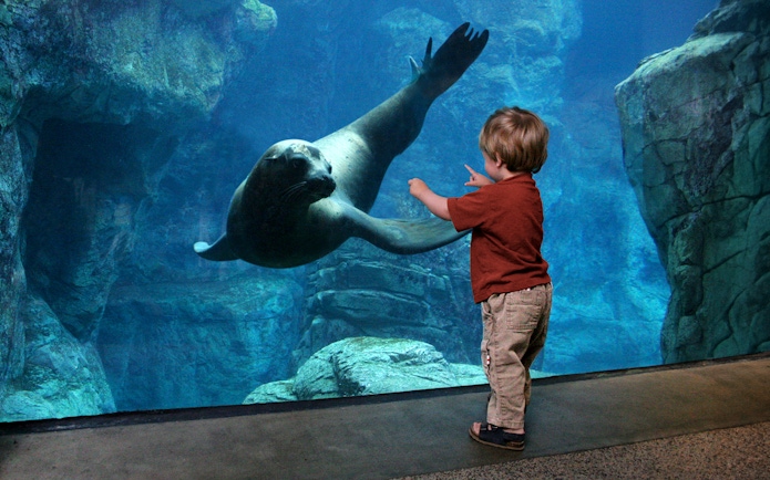 Child watching sea lion at Aquarium of the Pacific with skip-the-line tickets.