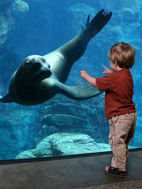 Child watching sea lion at Aquarium of the Pacific with skip-the-line tickets.