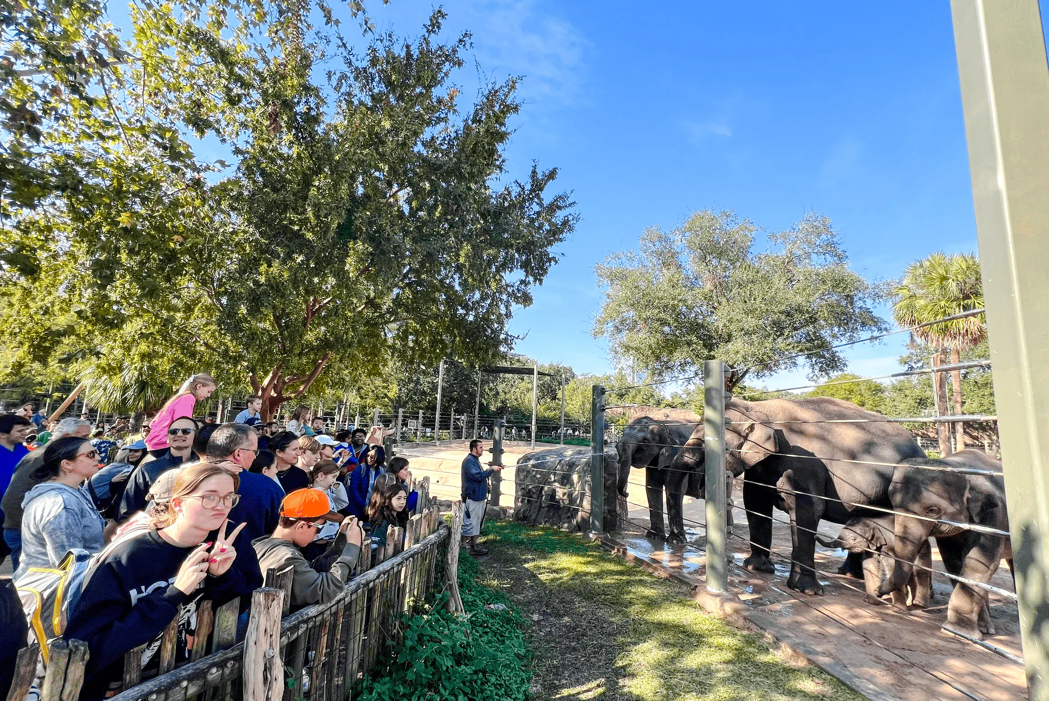 Visitors observing elephants at Houston Zoo, Houston.