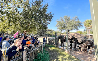 Visitors observing elephants at Houston Zoo, Houston.