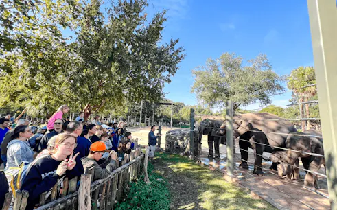 Visitors observing elephants at Houston Zoo, Houston.