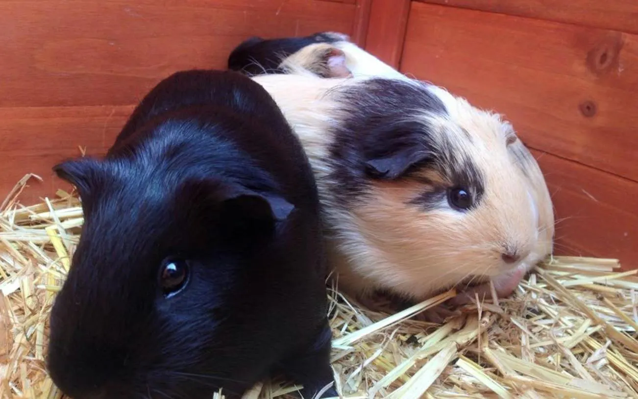 Guinea pigs in a wooden enclosure on straw, part of 1hr Premium Animal Tour, Brisbane.