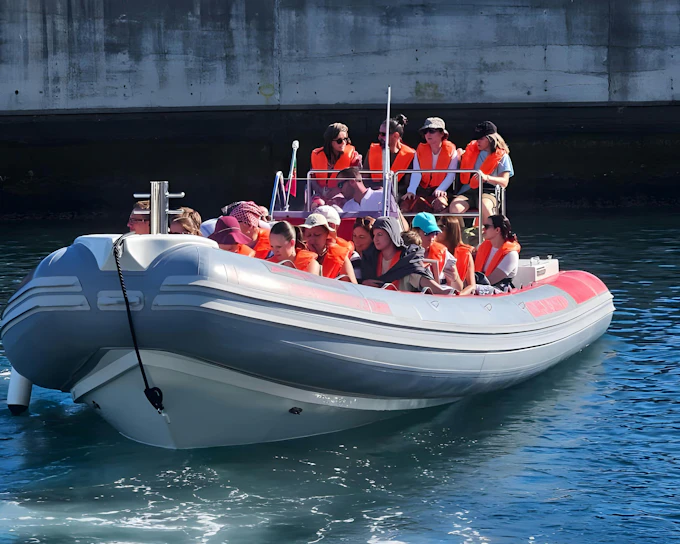 Funchal Small-Group Speedboat Dolphin & Whale Watching