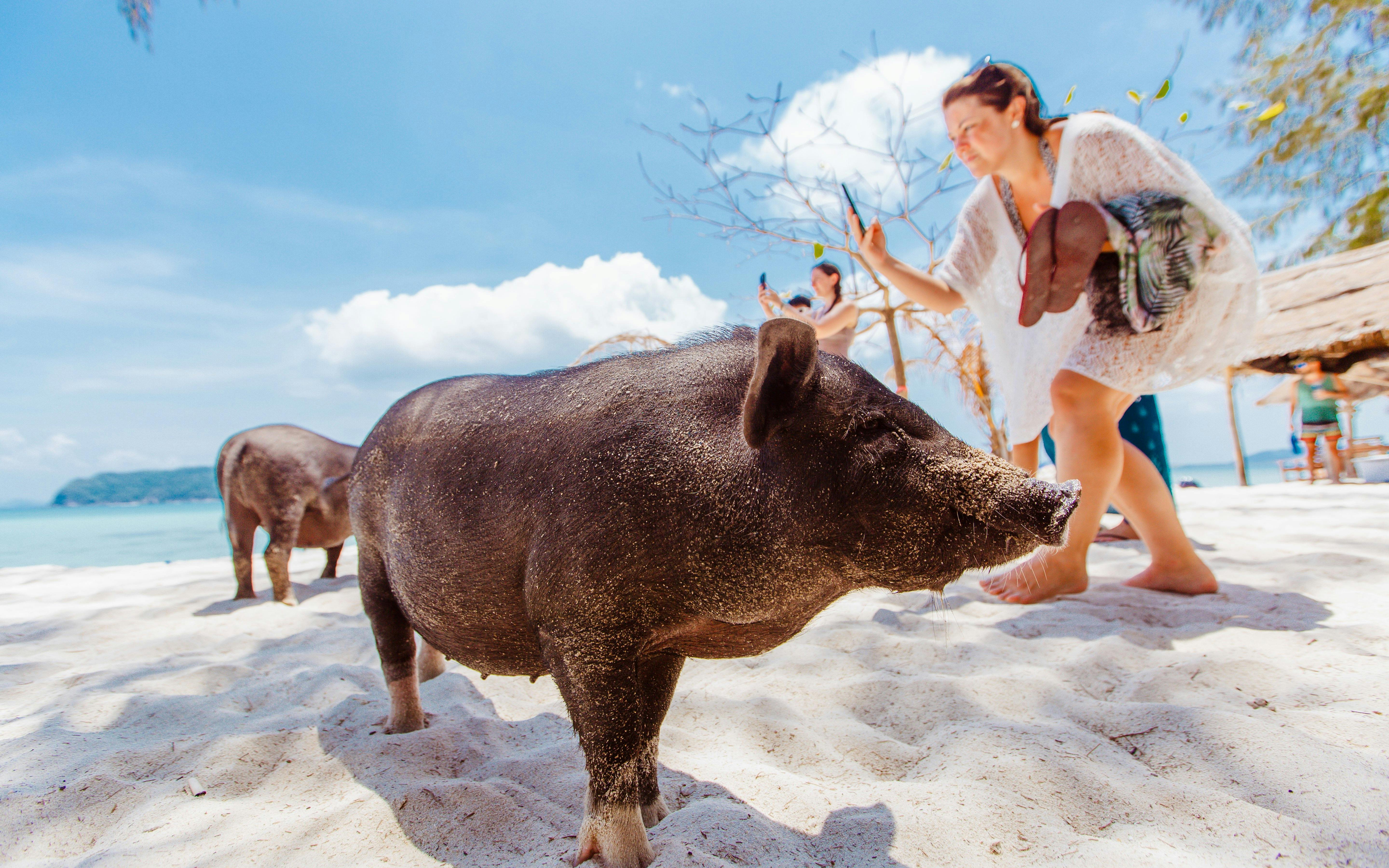 Tourist photographing pigs on Koh Samui Pig Island beach.