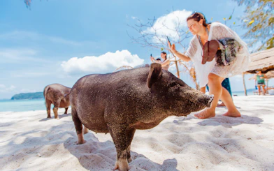 Tourist photographing pigs on Koh Samui Pig Island beach.