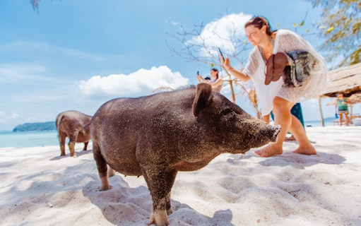 Tourist photographing pigs on Koh Samui Pig Island beach.