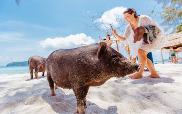 Tourist photographing pigs on Koh Samui Pig Island beach.