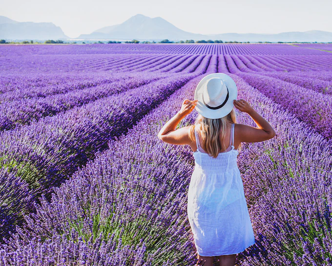 From Aix-En-Provence: Lavender Fields Full-Day Guided Tour