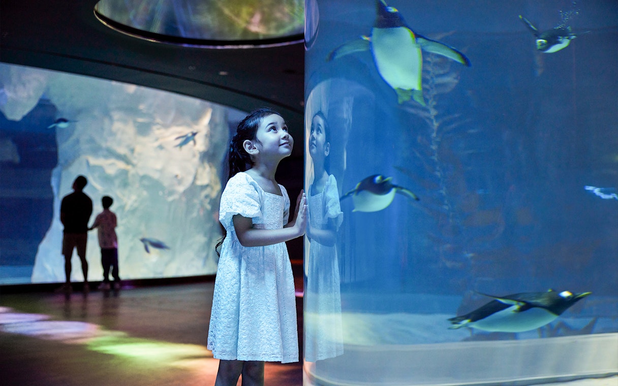 Girl watching penguins swim at Bird Paradise, Singapore.