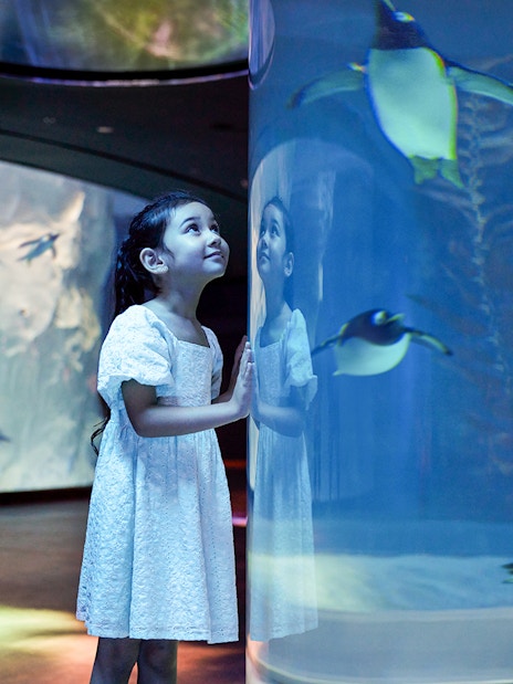 Girl watching penguins swim at Bird Paradise, Singapore.