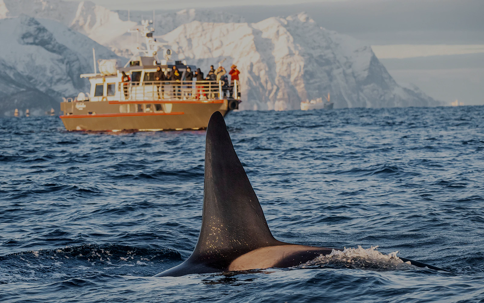 Orca fin near boat during whale-watching trip with snowy mountains in background.