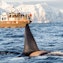 Observación de ballenas