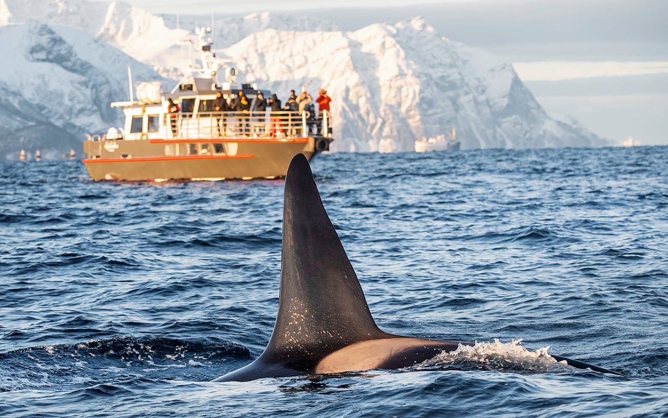 Orca fin near boat during whale-watching trip with snowy mountains in background.