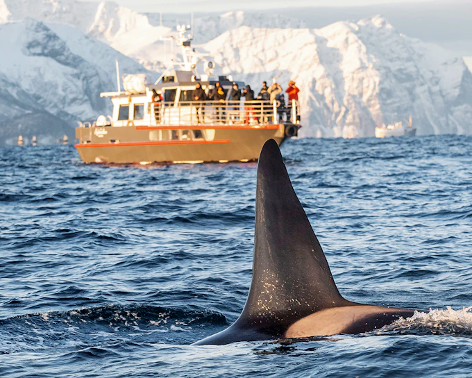 From Tromso: Skjervoy Small Group Whale Watching Cruise