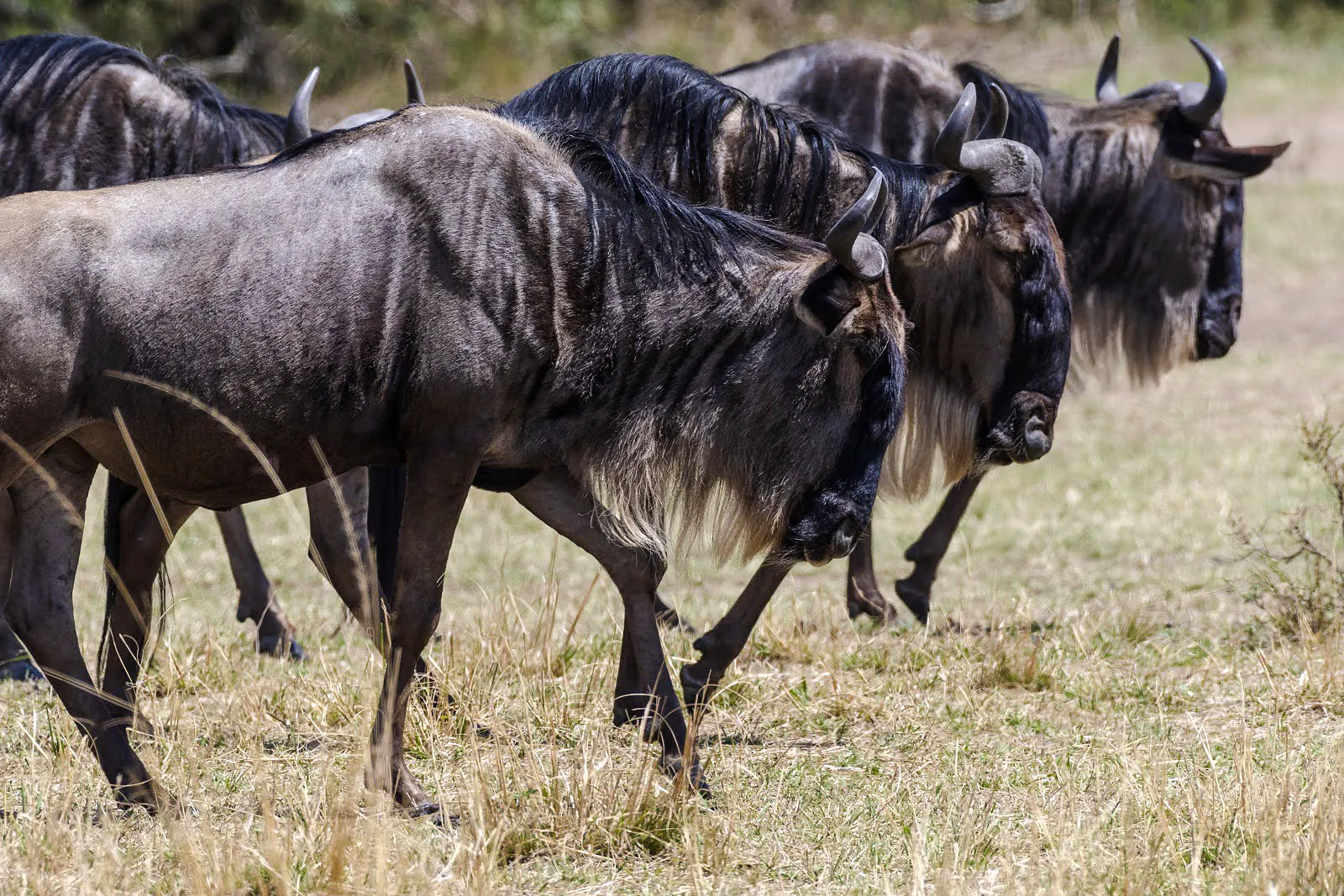Wildebeest herd grazing during safari in Masai Mara, Kenya.