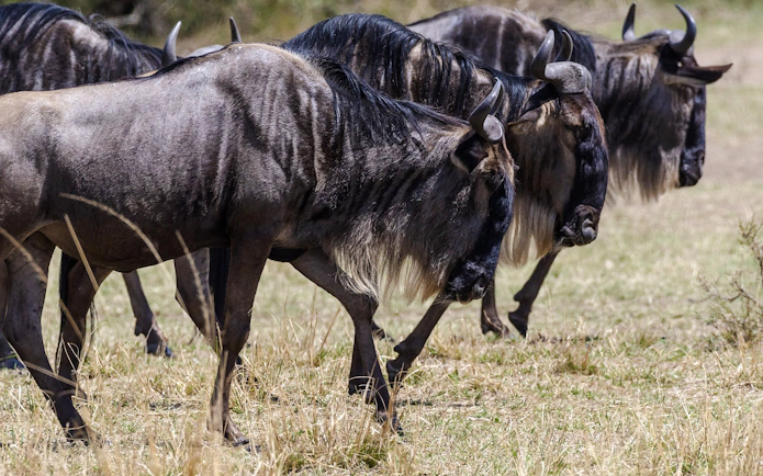 Wildebeest herd grazing during safari in Masai Mara, Kenya.