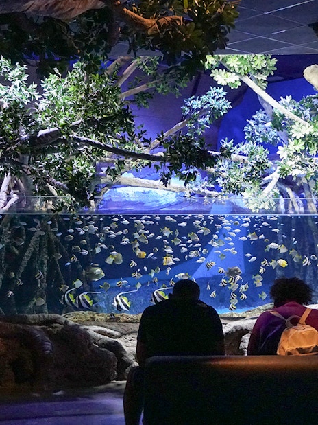 Large fish swimming in a tank at Seville Aquarium, Spain, with visitors observing.