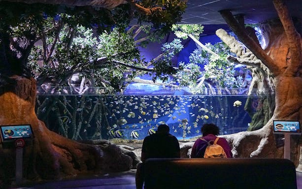Large fish swimming in a tank at Seville Aquarium, Spain, with visitors observing.