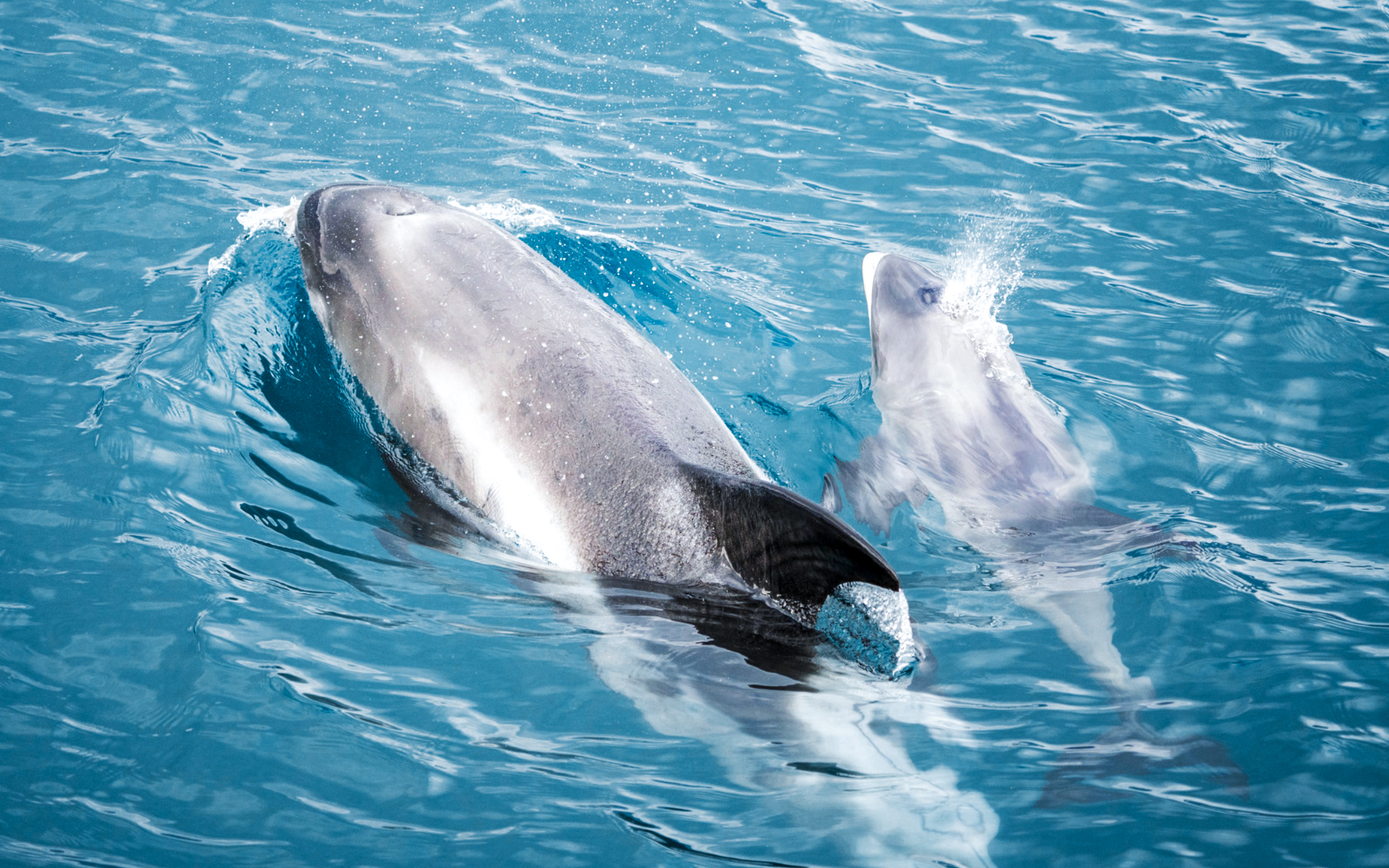 Hector's dolphins swimming in Skjálfandi Bay, Iceland.