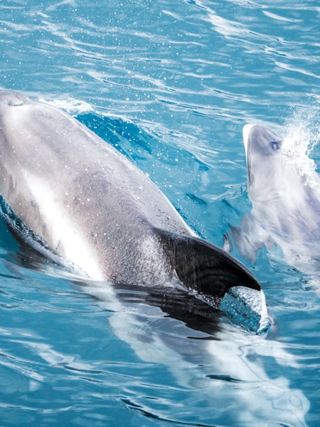 Hector's dolphins swimming in Skjálfandi Bay, Iceland.