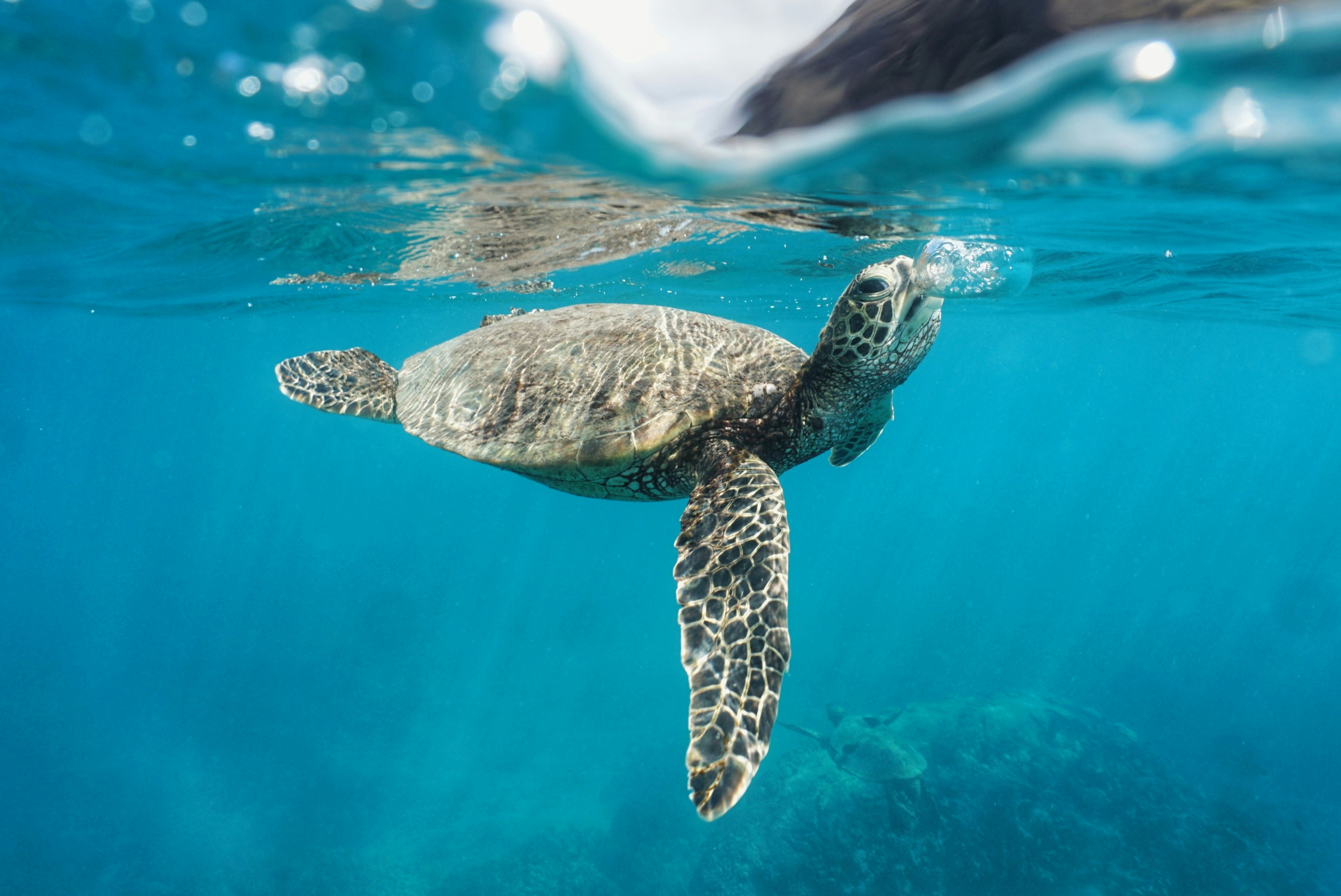 Hawaiian green sea turtle swimming underwater in clear blue ocean.