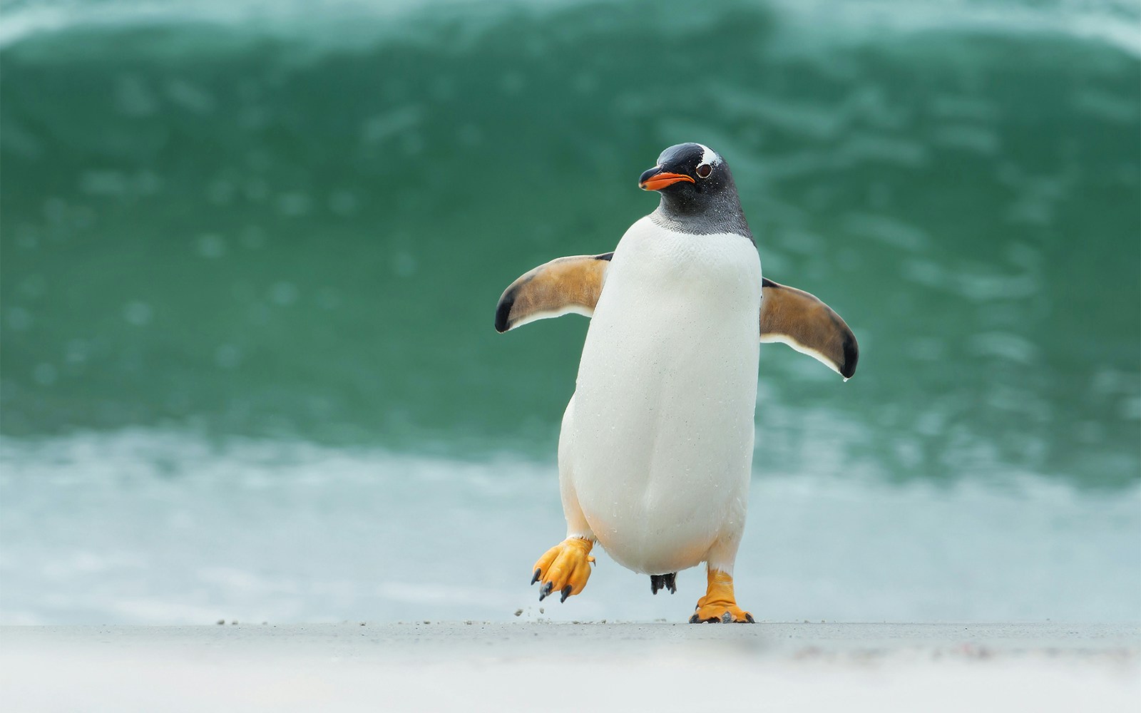 Gentoo penguin walking 