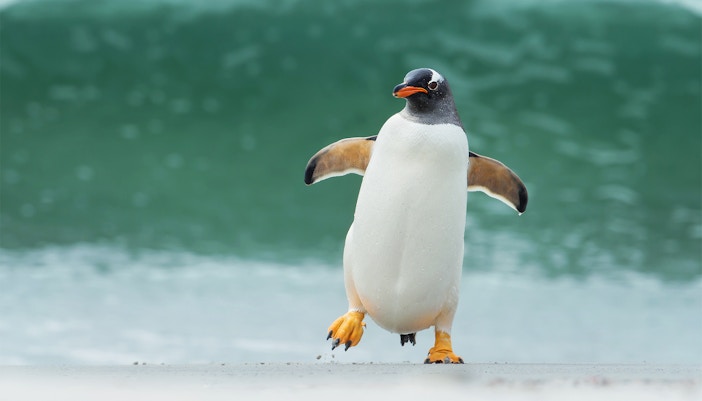Gentoo penguin swimming underwater at Istanbul Aquarium, Turkey.