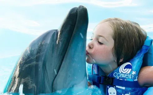 hurghada swim with dolphins in pool with hotel transfers-1