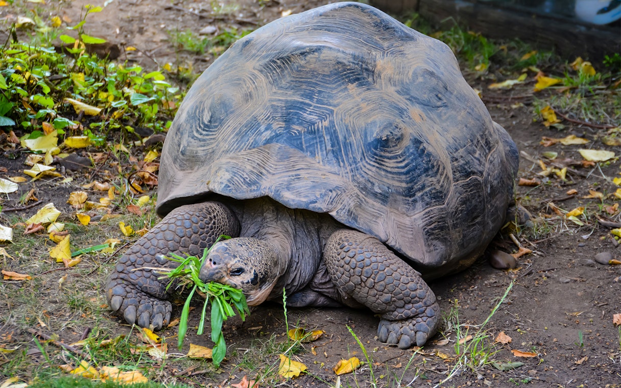 Giant Galapagos tortoise eating grass at London Zoo.