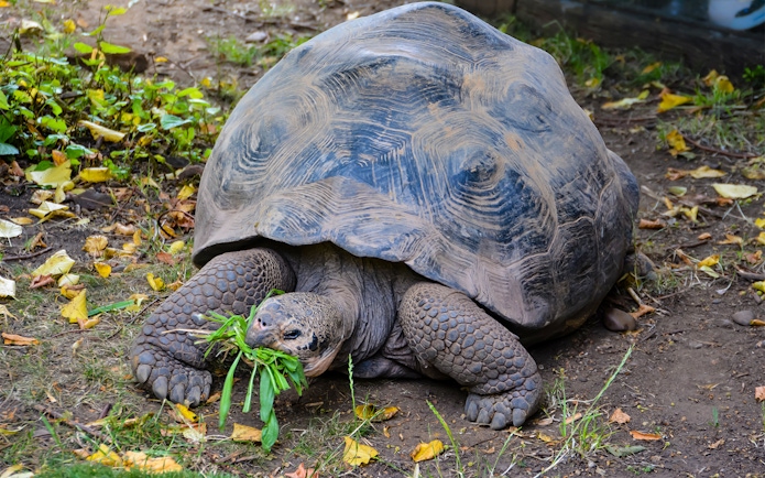 Giant Galapagos tortoise eating grass at London Zoo.