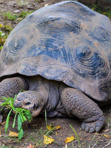 Giant Galapagos tortoise eating grass at London Zoo.