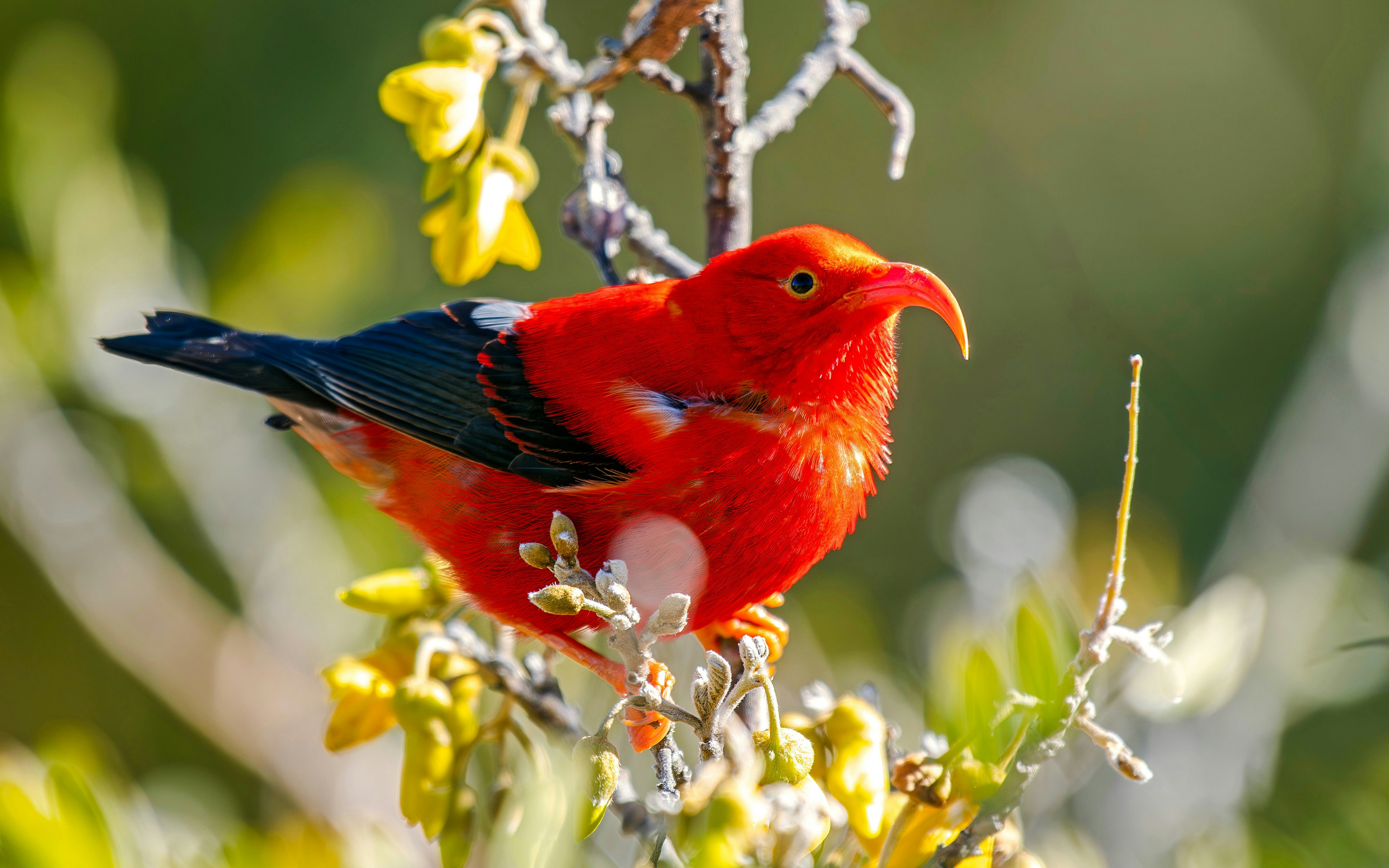 'I'iwi bird perched on a branch on Big Island, Hawaii.