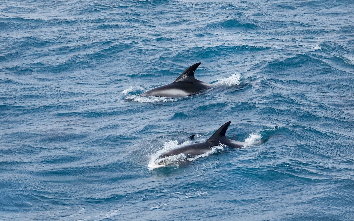 Dolphins swimming in Reykjavik waters during whale watching tour.