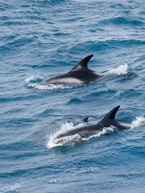 Dolphins swimming in Reykjavik waters during whale watching tour.