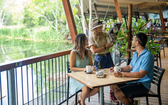 Breakfast with koalas at Hartley's Crocodile Adventures, guests seated with coffee.