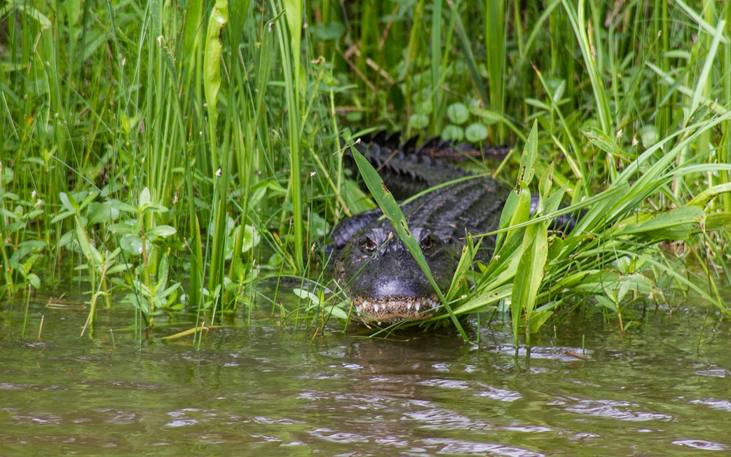 Alligator partially submerged in water among grass during New Orleans airboat swamp tour.
