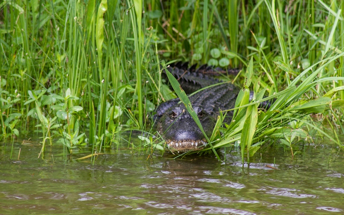Alligator partially submerged in water among grass during New Orleans airboat swamp tour.