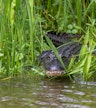 Wilde dieren spotten