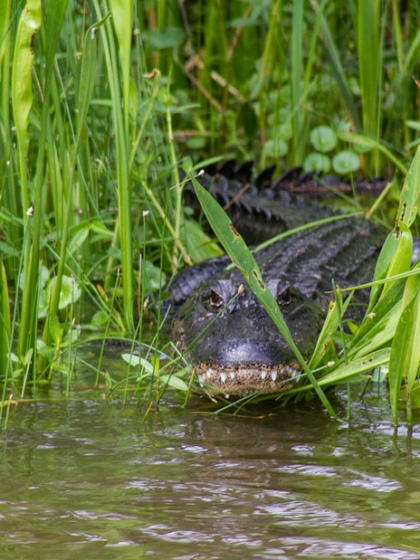 Alligator partially submerged in water among grass during New Orleans airboat swamp tour.