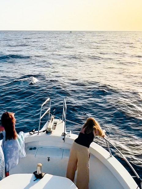 Tourists on a boat watching dolphins during sunset cruise in Gran Canaria.