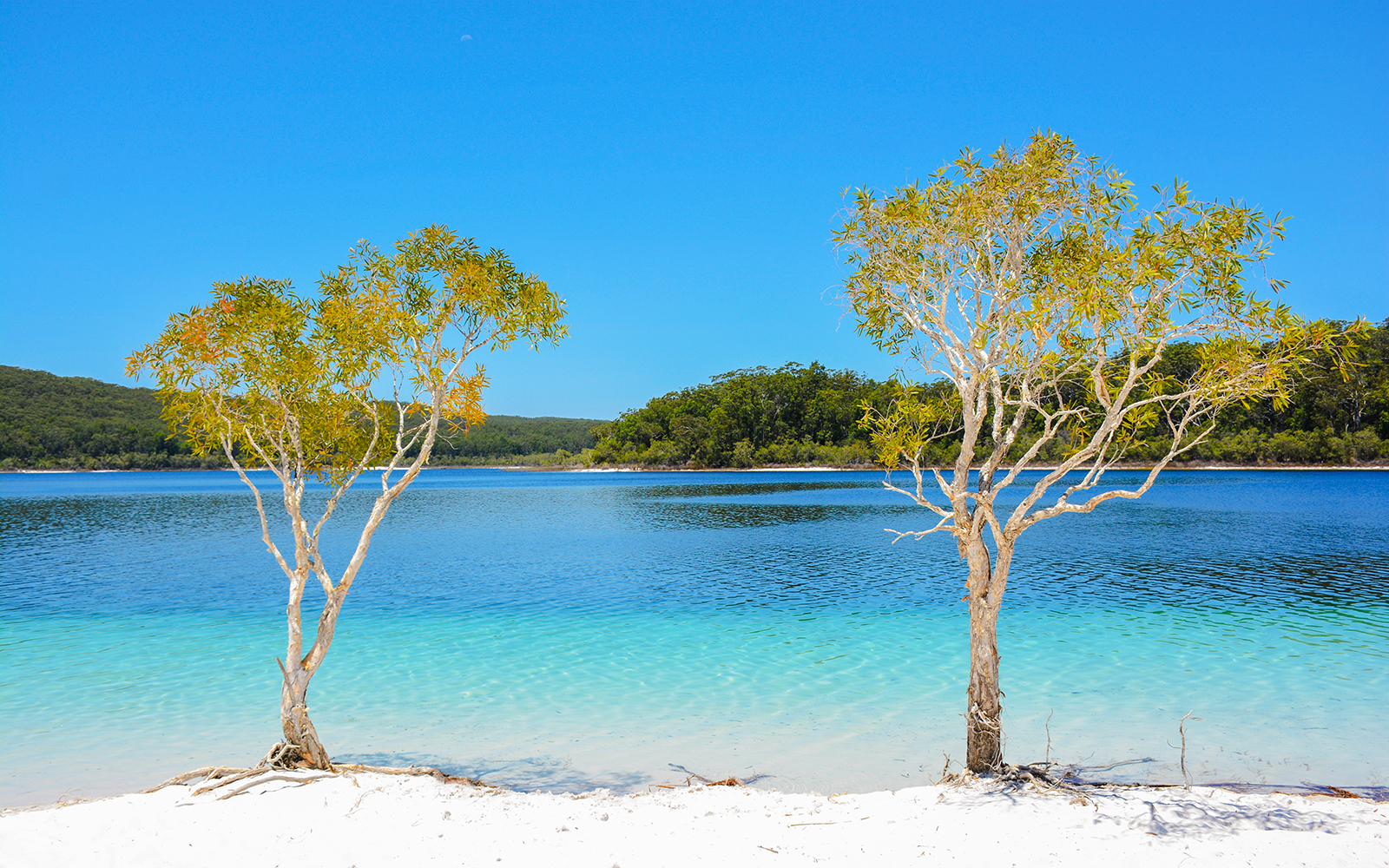 Lake McKenzie on Fraser Island, K'gari with clear blue water and white sandy shore.