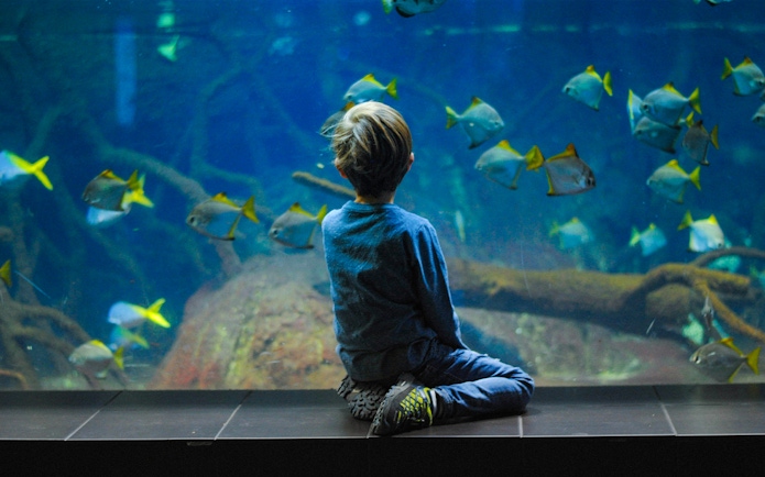 Child observing fish at Aquarium de Paris, France.